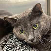 Thumbnail photo of Woodsie #2