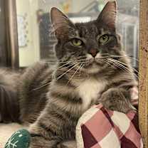 Thumbnail photo of Whisp #3