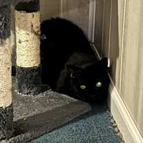 Thumbnail photo of Cali #2