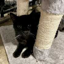 Thumbnail photo of Sir Didymus #4