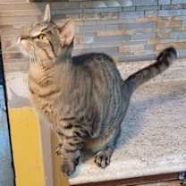 Thumbnail photo of Perkins #2