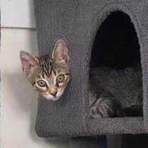 Thumbnail photo of Maldives #1