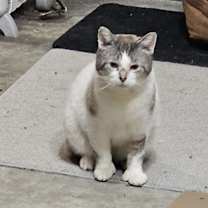 Thumbnail photo of Caesar #2