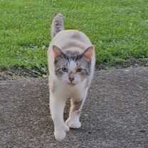 Thumbnail photo of Caesar #3