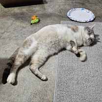 Thumbnail photo of Caesar #4