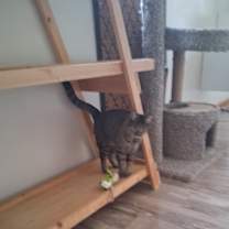 Thumbnail photo of Arwen #2