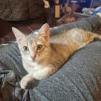 Thumbnail photo of Char #2