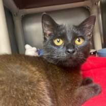 Thumbnail photo of Bagheera #2