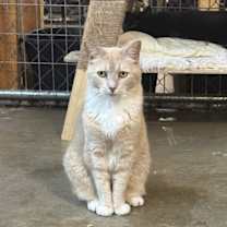 Thumbnail photo of Cougar #1