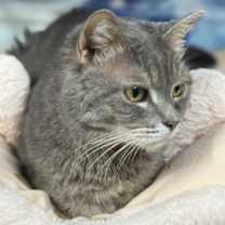 Thumbnail photo of Luna #3