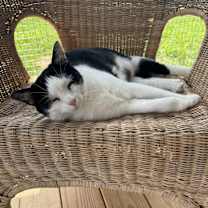 Thumbnail photo of Minnie #1