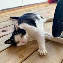 Thumbnail photo of Minnie #2