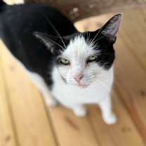 Thumbnail photo of Minnie #3