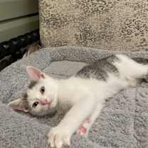 adopt-pet