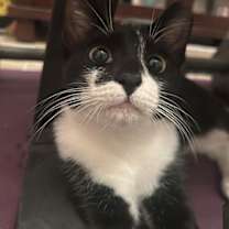 Thumbnail photo of Wren (Miss Pants) #1