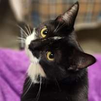 Thumbnail photo of Crock Pot #4