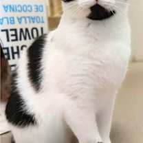 Thumbnail photo of Skillet #1