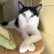 Thumbnail photo of Dill #3