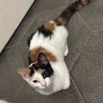 Thumbnail photo of Sofi #3