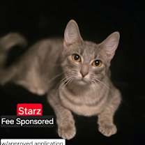 Thumbnail photo of Starz #1