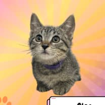 Thumbnail photo of Cleo, the Poodle #3