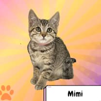 Thumbnail photo of Mimi, the Poodle #3