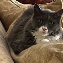 Thumbnail photo of Lewis #2