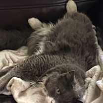 Thumbnail photo of Lewis #3