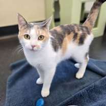 Thumbnail photo of Patches #3