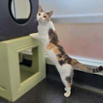 Thumbnail photo of Patches #4