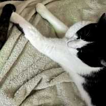 Thumbnail photo of Nyx #2