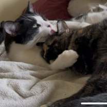 Thumbnail photo of Nyx #3