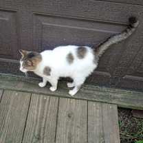 Thumbnail photo of Emilie (sweet, loving) #2