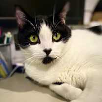 adopt-pet