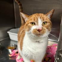 Thumbnail photo of Ellie Gizmo (Ivy) #1