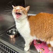 Thumbnail photo of Ellie Gizmo (Ivy) #2