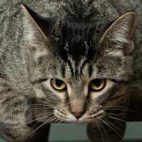 Thumbnail photo of Hershey #1