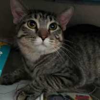 Thumbnail photo of Hershey #2