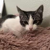 Thumbnail photo of Georgie (bonded with Lyla) #1