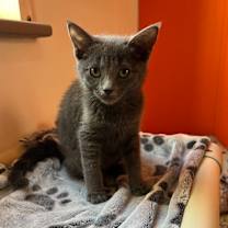 Thumbnail photo of Nebula #4