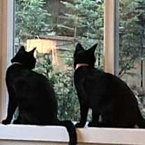 Thumbnail photo of Scooter #2