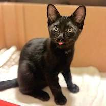 Thumbnail photo of Scooter #3