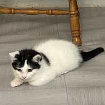 Thumbnail photo of Hisato #1