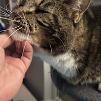 Thumbnail photo of Mr. Beau #3