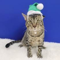 Thumbnail photo of Musubi #1