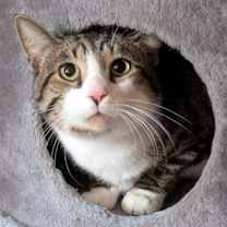 Thumbnail photo of Calamity #3