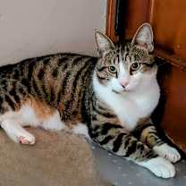 Thumbnail photo of Calamity #4