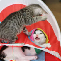 Thumbnail photo of Lokita #4