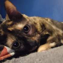 Thumbnail photo of Mocha #2