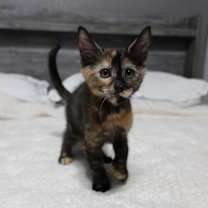 Thumbnail photo of Mocha #4